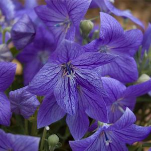 MARIESII BALLOON FLOWER