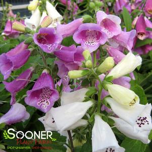 FOXY DWARF FOXGLOVE