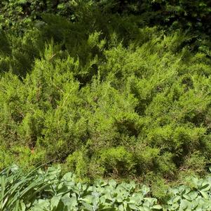 <em>Juniperus</em> SEA GREEN JUNIPER: 