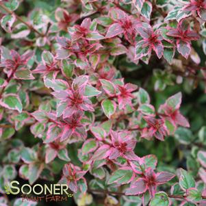 Abelia x grandiflora 'Mardi Gras'