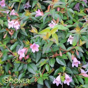 Abelia x 'Edward Goucher'