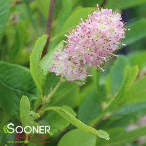 Clethra alnifolia 'Pink Spires'