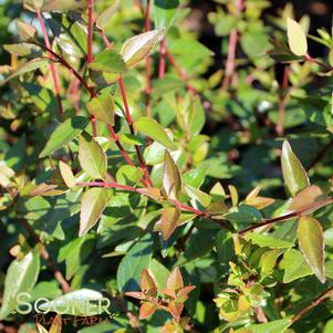 COMPACT ABELIA