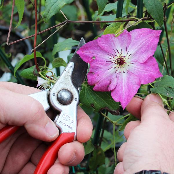 How to Prune Clematis Vines