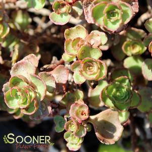 1 units available! Pre-Order Qty: 0