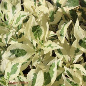 4 units available! Pre-Order Qty: 0