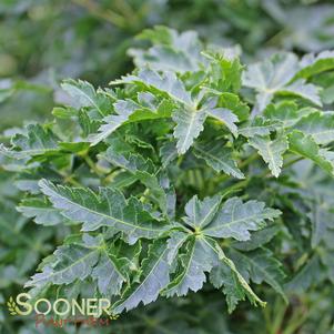 2 units available! Pre-Order Qty: 0