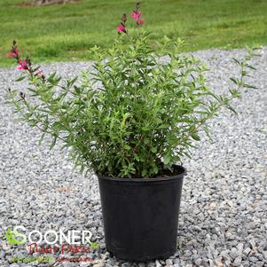 3 units available! Pre-Order Qty: 0