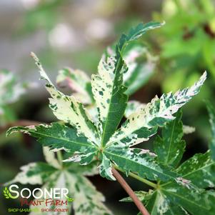 5 units available! Pre-Order Qty: 0