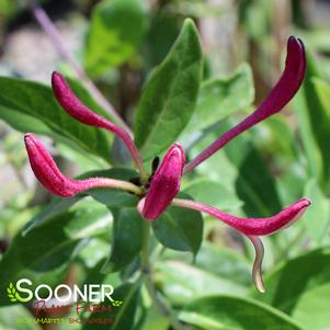 3 units available! Pre-Order Qty: 0