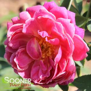 3 units available! Pre-Order Qty: 0