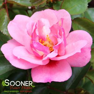 9 units available! Pre-Order Qty: 0