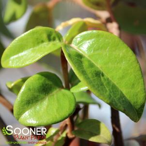 <em>Decumaria</em> BARBARA ANN CLIMBING HYDRANGEA: 