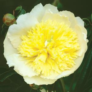 <em>Paeonia</em> PRIMEVERE GARDEN PEONY: 