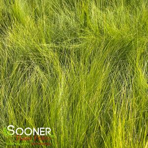 <em>Nassella</em> MEXICAN FEATHER GRASS: 