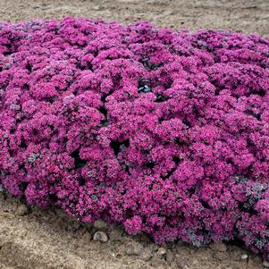 ROCK 'N ROUND™ SUPERSTAR SEDUM