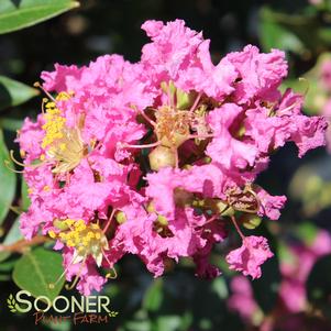 <em>Lagerstroemia</em> DAZZLE ME PINK® CRAPEMYRTLE: 