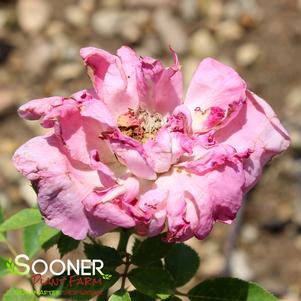 <em>Rosa</em> MORDEN CENTENNIAL SHRUB ROSE: 