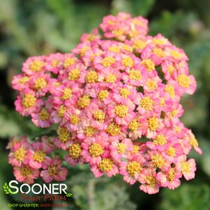 <em>Achillea</em> FIREFLY PEACH SKY YARROW: 