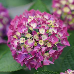 <em>Hydrangea</em> WEE BIT GIDDY® HYDRANGEA: 