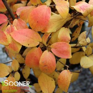 <em>Viburnum</em> FRAGRANT VIBURNUM: 