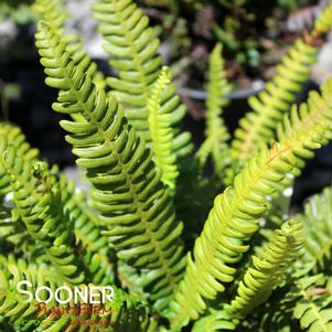 DEER FERN