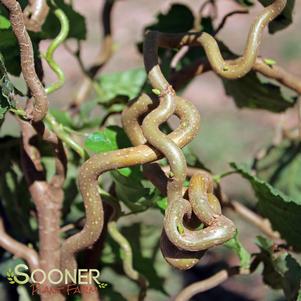 <em>Corylus</em> HARRY LAUDER'S WALKING STICK: 