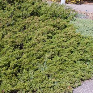 <em>Juniperus</em> MINI ARCADIA JUNIPER: 