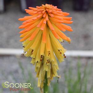 EMBER GLOW RED HOT POKER