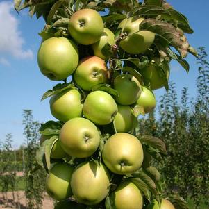 <em>Malus</em> BLUSHING DELIGHT™ URBAN® COLUMNAR APPLE: 