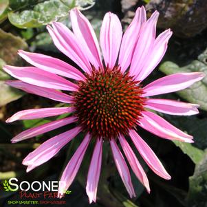 <em>Echinacea</em> MAGNUS PURPLE CONEFLOWER: 