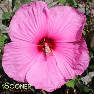 <em>Hibiscus</em> ROYAL GEMS FLEMING™ HARDY HIBISCUS: 