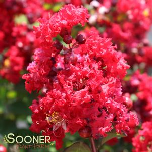 <em>Lagerstroemia</em> RED ROCKET® CRAPEMYRTLE: 