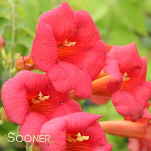 <em>Campsis</em> MADAME ROSY® TRUMPET VINE: 