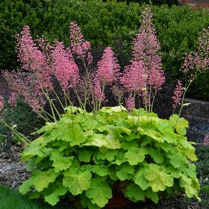 PRIMO® PRETTY PISTACHIO CORAL BELLS