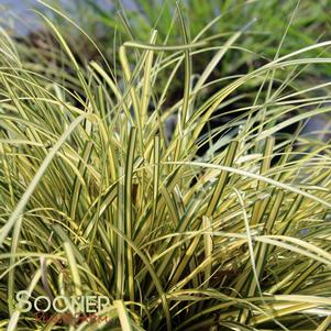 EVERORO SEDGE