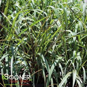 PRINCE NAPIER ORNAMENTAL FOUNTAIN GRASS