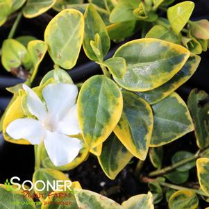 <em>Vinca</em> SILVER AND GOLD VINCA: 