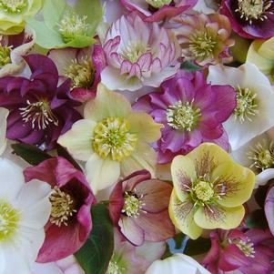 BRANDYWINE™ LENTEN ROSE