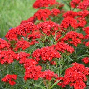 HEART ATTACK DIANTHUS
