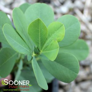 MIDNIGHT PRAIRIEBLUES® FALSE INDIGO