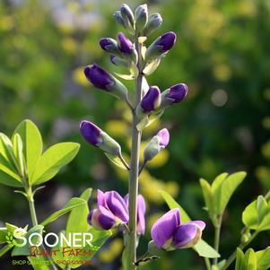 VIOLET DUSK FALSE INDIGO