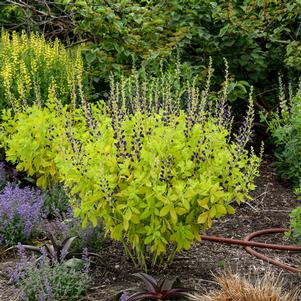 GOLDEN ANNIVERSARY FALSE INDIGO