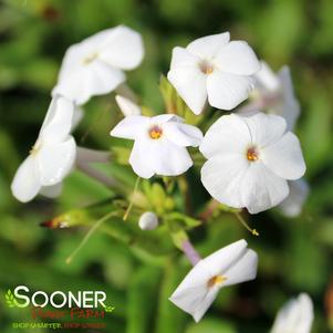 FASHIONABLY EARLY CRYSTAL GARDEN PHLOX