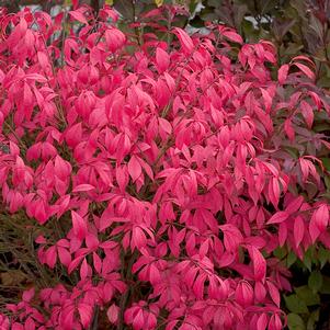 <em>Euonymus alatus</em> UNFORGETTABLE FIRE® DWARF BURNING BUSH: 