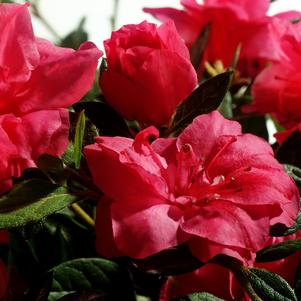 AUTUMN ROUGE® ENCORE® AZALEA