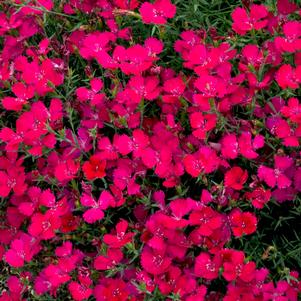 ZING ROSE DIANTHUS