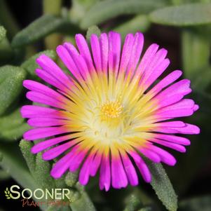 WHEELS OF WONDER™ HOT PINK WONDER ICE PLANT