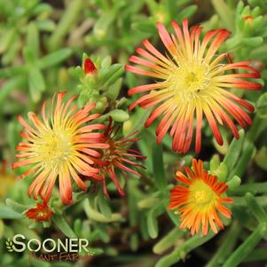 WHEELS OF WONDER™ FIRE WONDER ICE PLANT