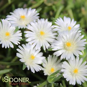 JEWEL OF DESERT MOONSTONE ICE PLANT